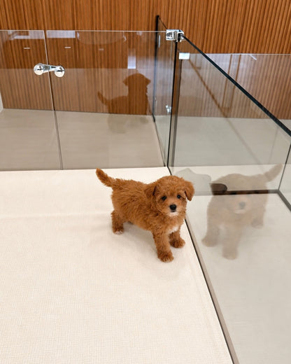 Toffee: Brown Tiny Maltipoo 🇸🇬 (Boy)
