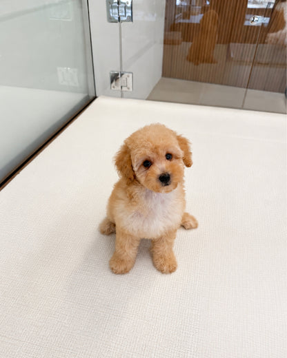 Koko: Cream Brown Toy Poodle 🇸🇬 (Girl)