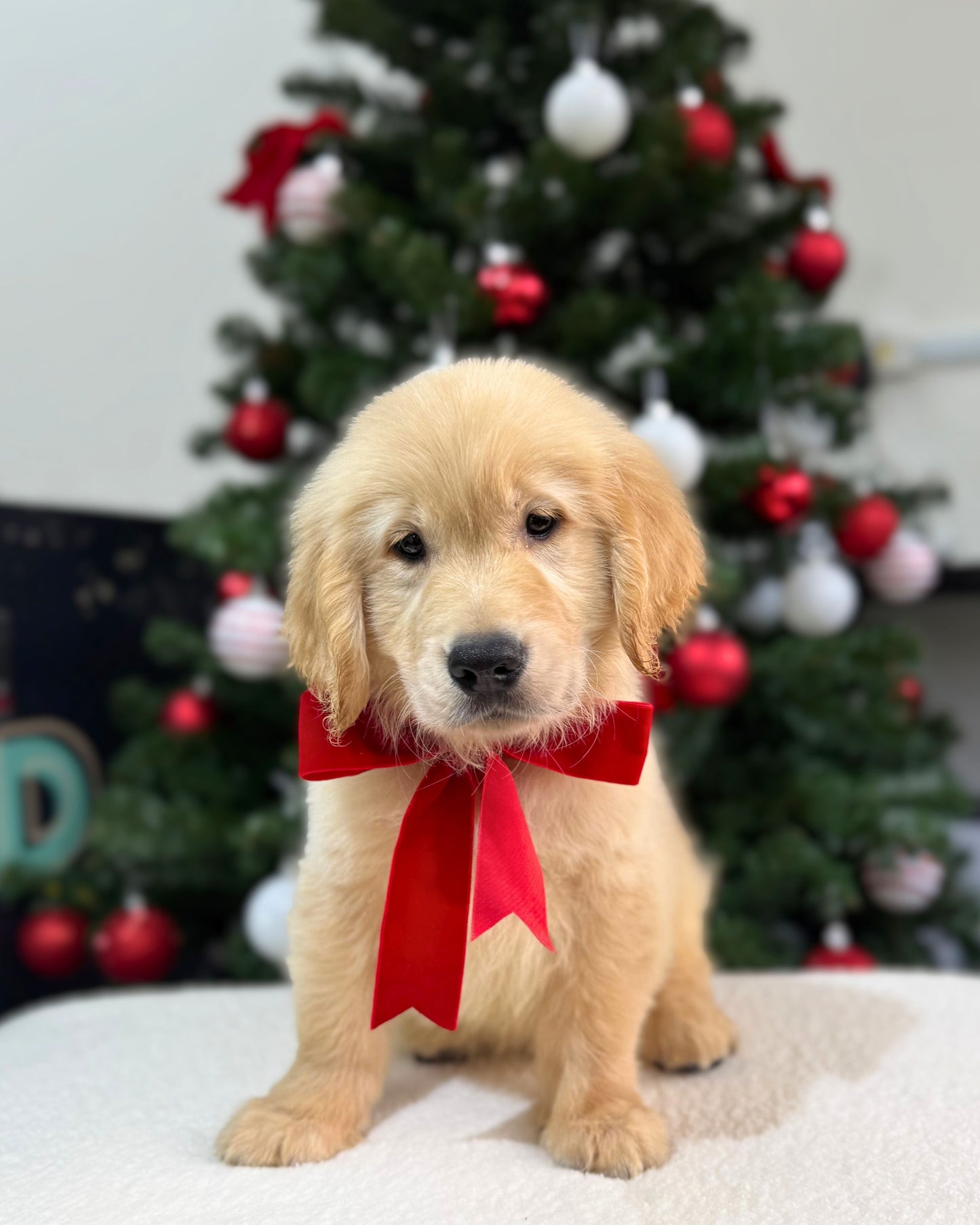 🧈🦁 Butter: Cream Golden Retriever 🇸🇬 (Boy)