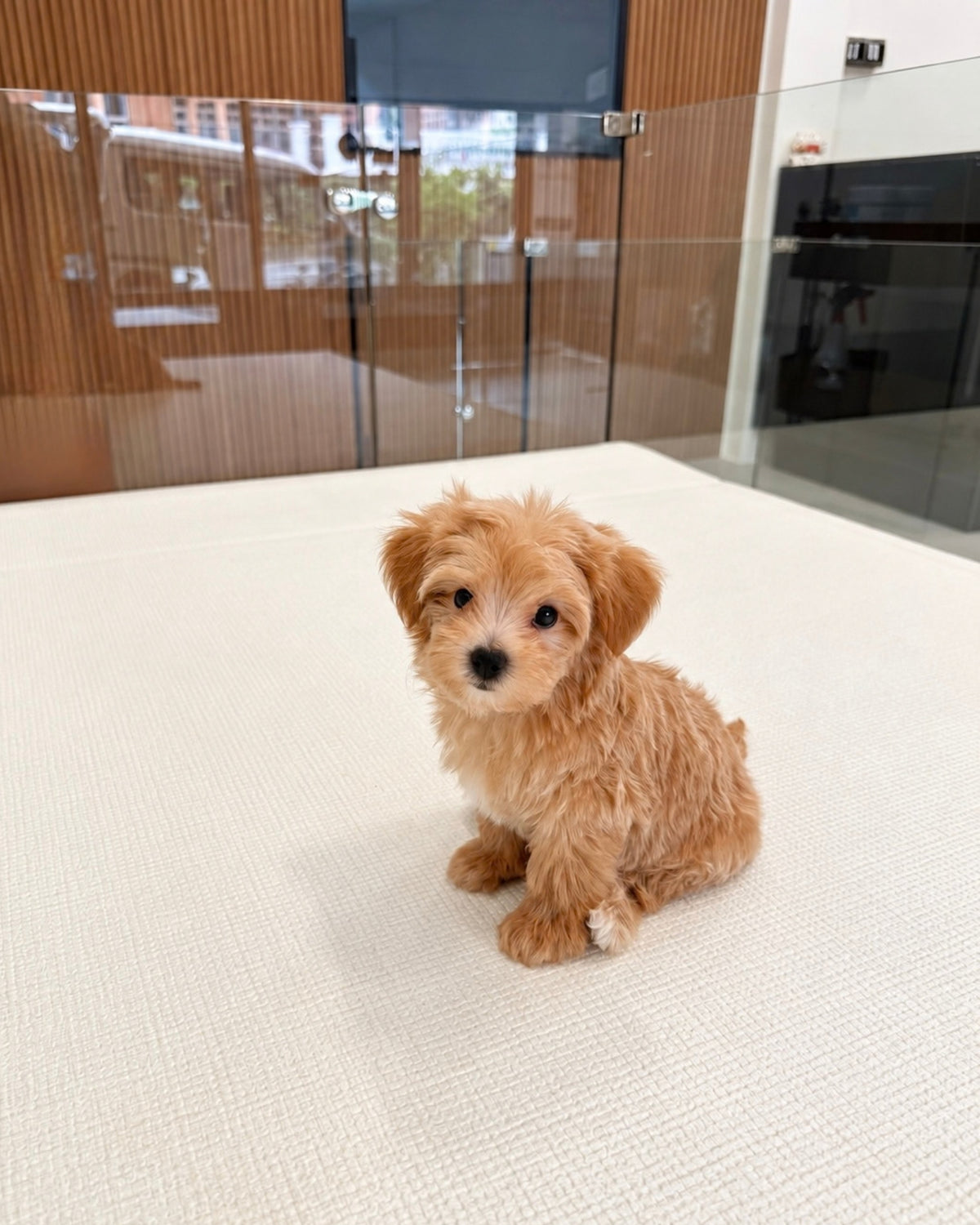 Peanut: Brown Tiny Maltipoo 🇸🇬 (Boy)