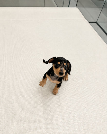 Beanie: Merle Black Tan Smooth Coat Mini Dachshund 🇸🇬 (Boy)