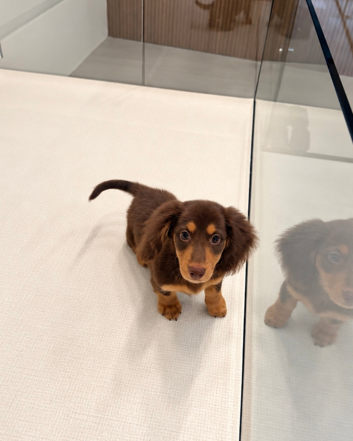 Darling: Chocolate Tan Long Coat Mini Dachshund 🇸🇬 (Girl)
