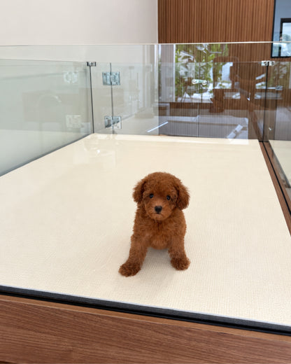 Ruby: Red Tiny Toy Poodle 🇸🇬 (Girl)