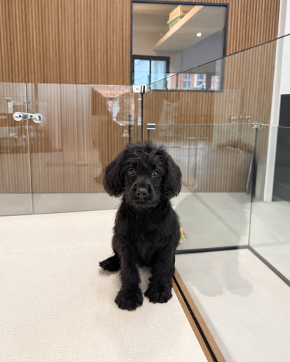 Kitty: Black Mini Labradoodle 🇸🇬 (Girl)