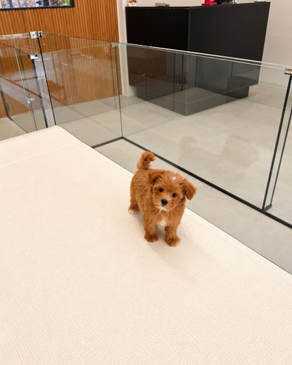 Cookie: Brown Tiny Maltipoo 🇸🇬 (Boy)