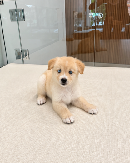 Nova: Cream Mini Pomsky Spitz 🇸🇬 (Girl)