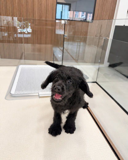 Kitty: Black Mini Labradoodle 🇸🇬 (Girl)