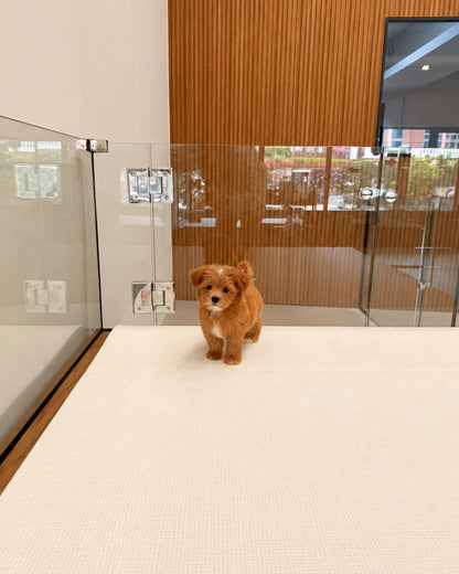 Cookie: Brown Tiny Maltipoo 🇸🇬 (Boy)