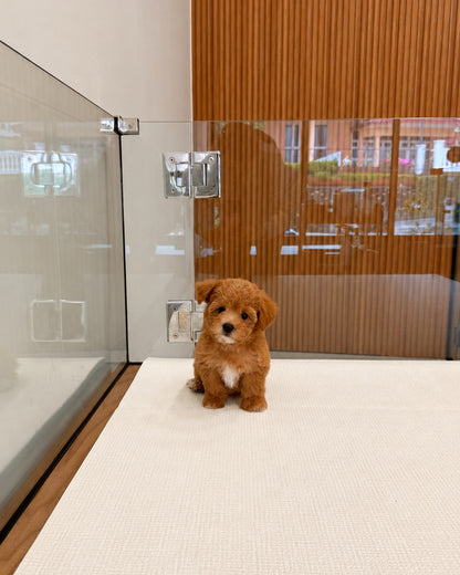 Toffee: Brown Tiny Maltipoo 🇸🇬 (Boy)