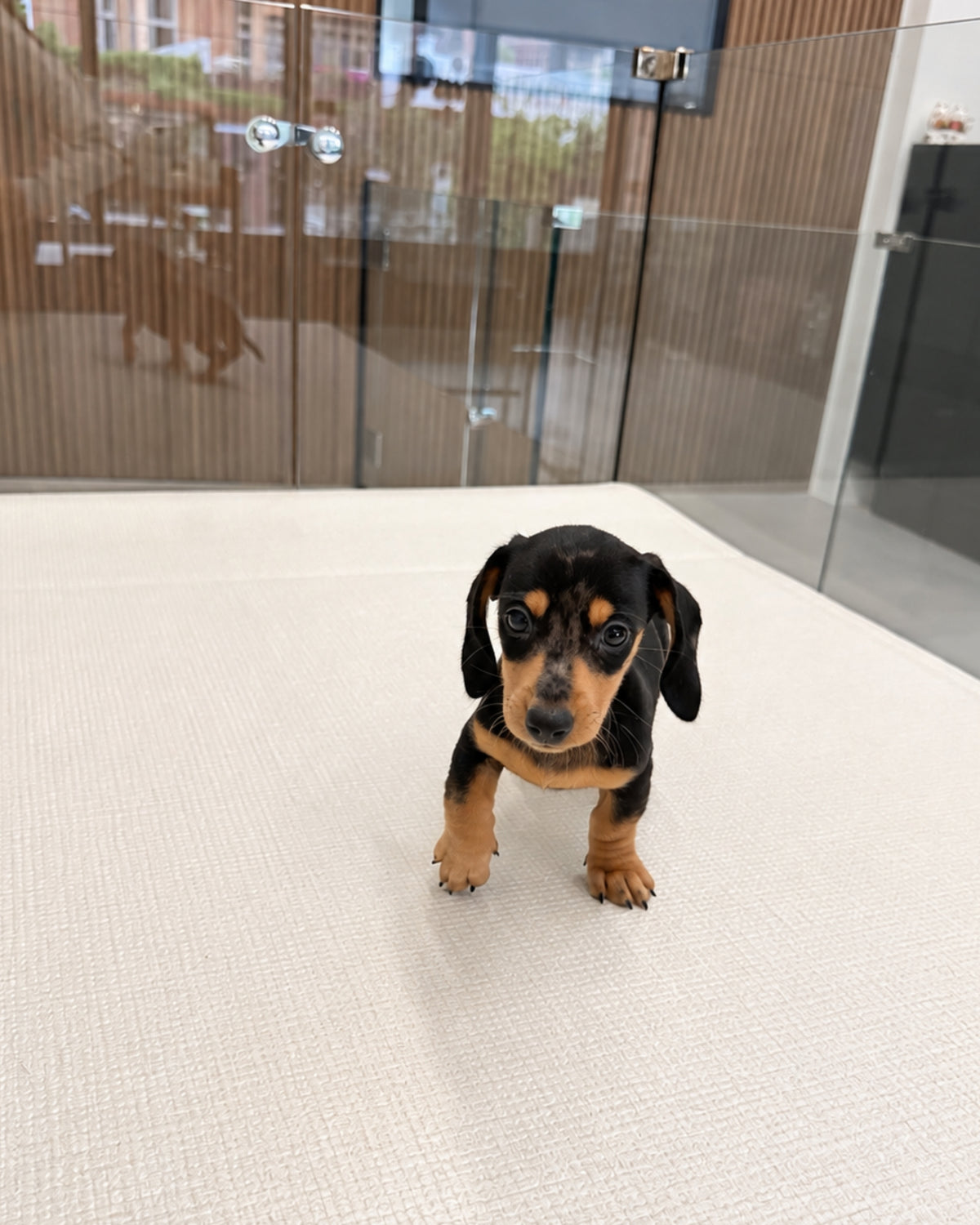 Beanie: Merle Black Tan Smooth Coat Mini Dachshund 🇸🇬 (Boy)