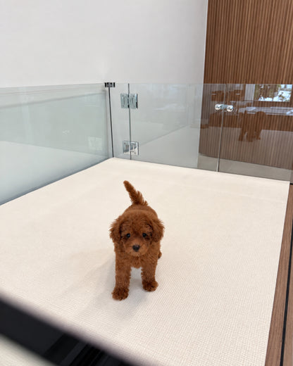 Ruby: Red Tiny Toy Poodle 🇸🇬 (Girl)