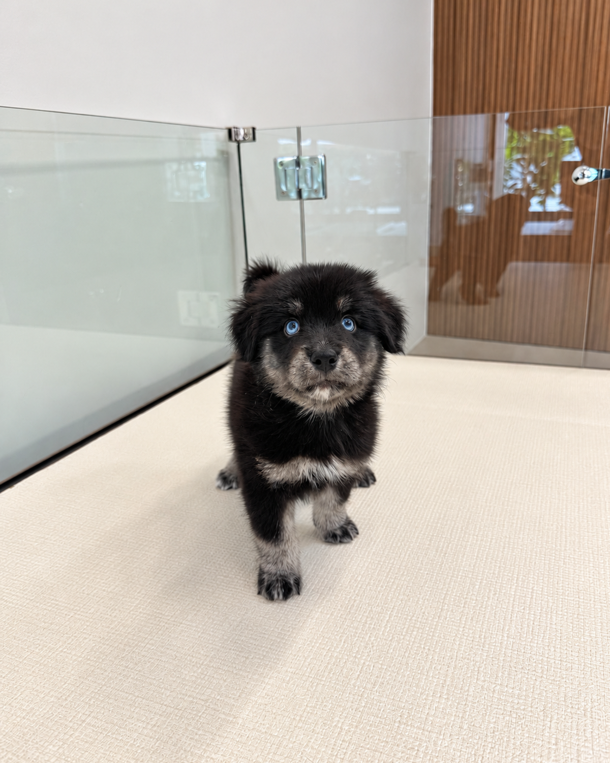 Blue: Black Silver Mini Pomsky Spitz 🇸🇬 (Girl)