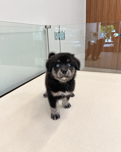 Blue: Black Silver Mini Pomsky Spitz 🇸🇬 (Girl)