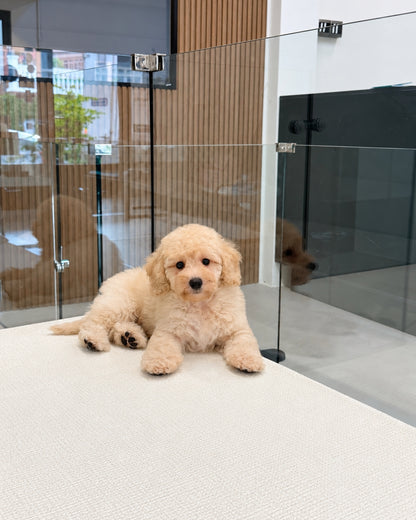 Toto: Cream Toy Poodle 🇸🇬 (Boy)