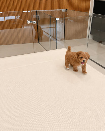 Cookie: Brown Tiny Maltipoo 🇸🇬 (Boy)