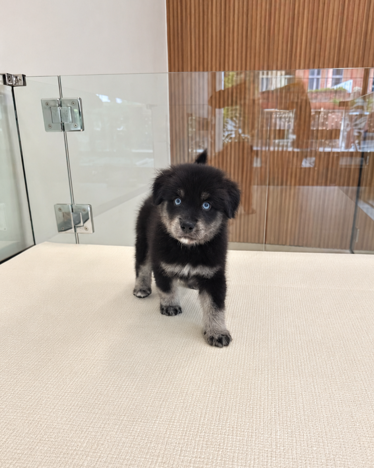 Blue: Black Silver Mini Pomsky Spitz 🇸🇬 (Girl)