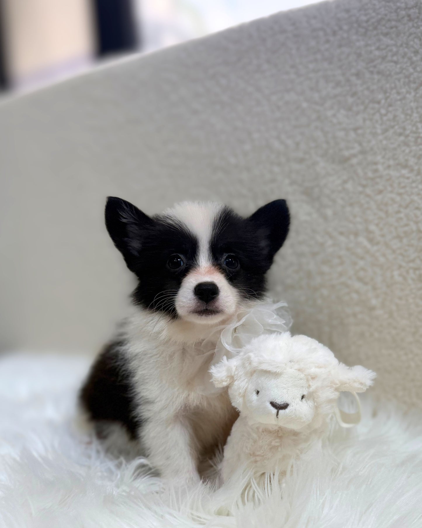 🖤🤍6️⃣🐾Six: Black & White Corgitz 🇸🇬 (Girl)