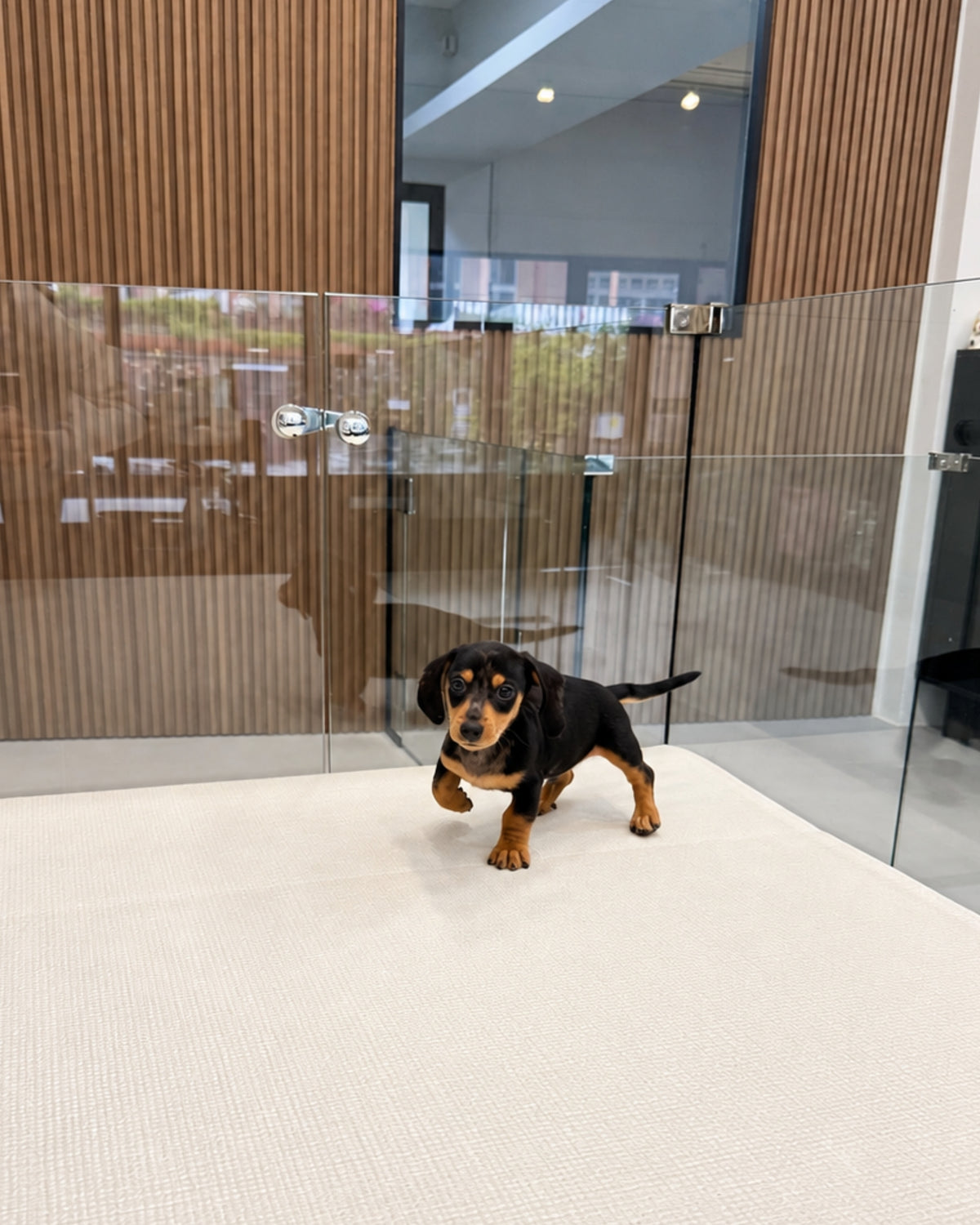 Beanie: Merle Black Tan Smooth Coat Mini Dachshund 🇸🇬 (Boy)