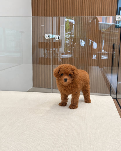 Ruby: Red Tiny Toy Poodle 🇸🇬 (Girl)