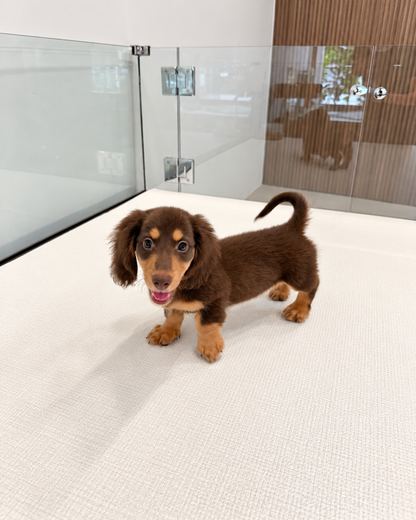 Darling: Chocolate Tan Long Coat Mini Dachshund 🇸🇬 (Girl)