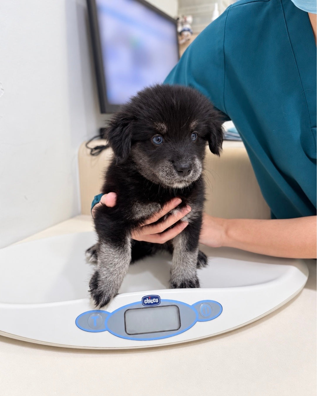 Blue: Black Silver Mini Pomsky Spitz 🇸🇬 (Girl)