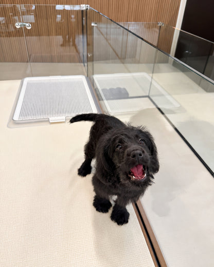 Kitty: Black Mini Labradoodle 🇸🇬 (Girl)