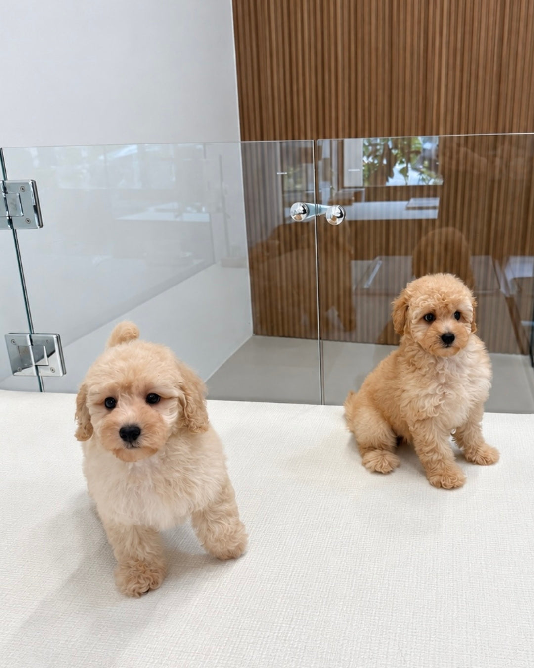 Koko: Cream Brown Toy Poodle 🇸🇬 (Girl)
