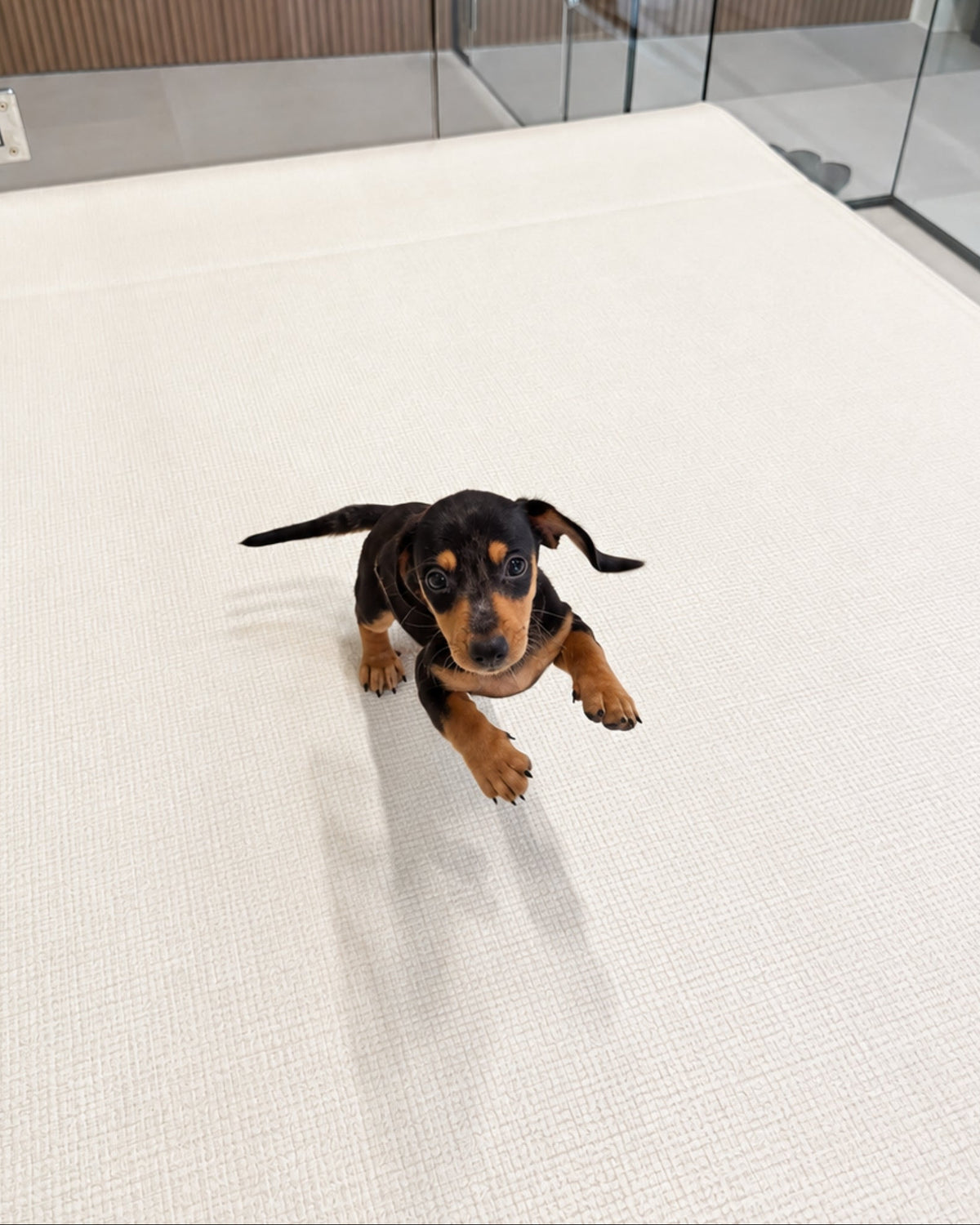 Beanie: Merle Black Tan Smooth Coat Mini Dachshund 🇸🇬 (Boy)