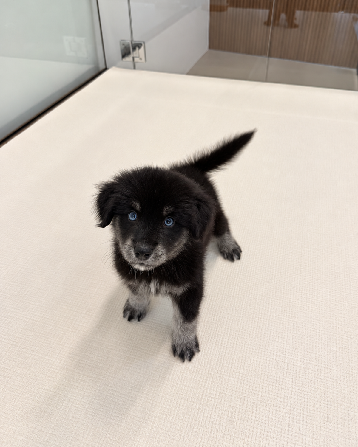 Blue: Black Silver Mini Pomsky Spitz 🇸🇬 (Girl)