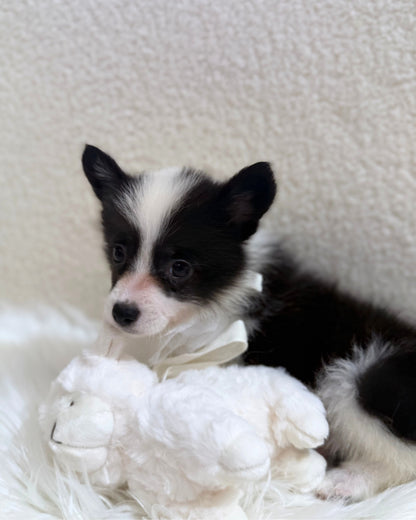 🖤🤍6️⃣🐾Six: Black & White Corgitz 🇸🇬 (Girl)