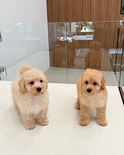 Koko: Cream Brown Toy Poodle 🇸🇬 (Girl)