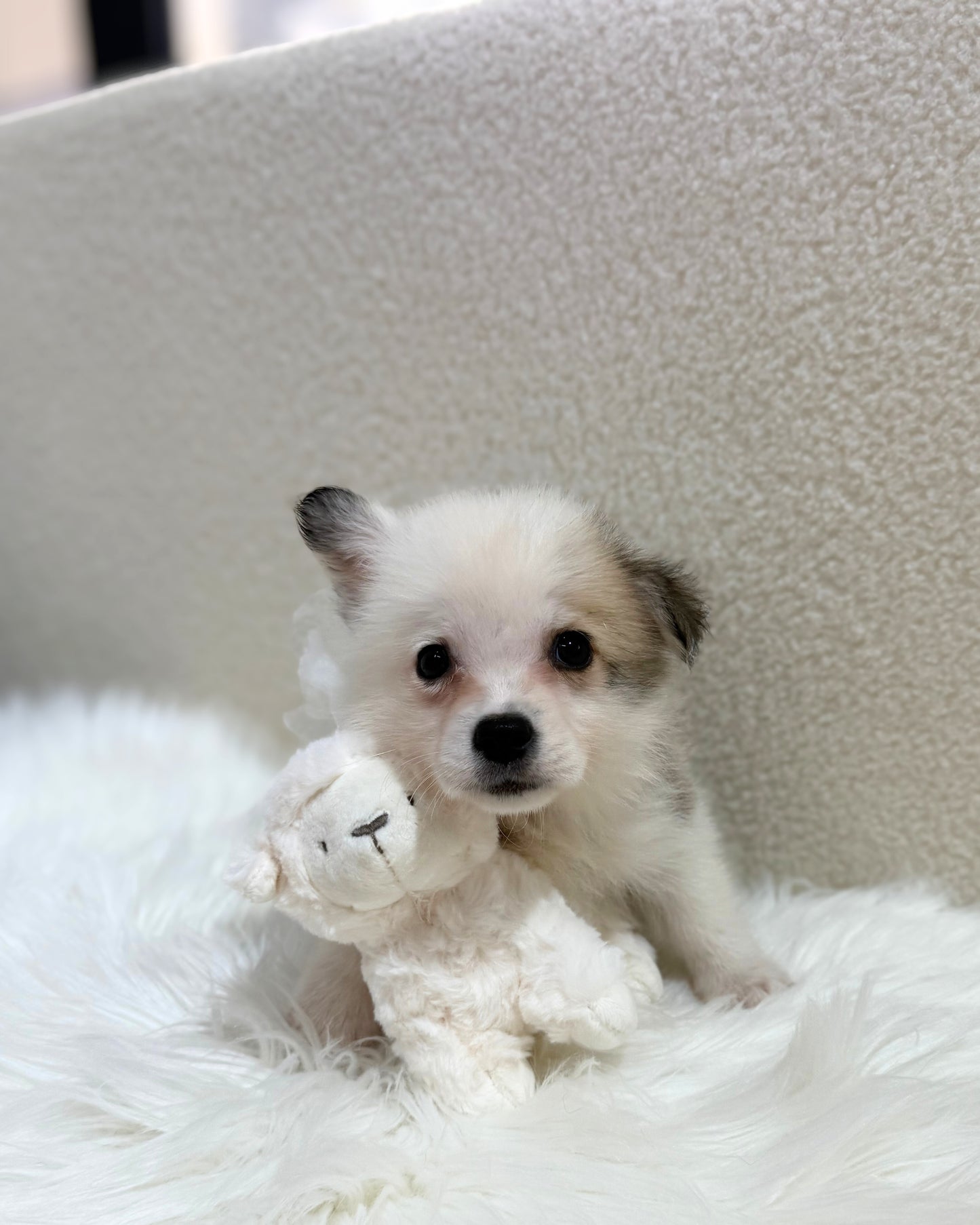 🩶🤍5️⃣🐾Five: Tri Colour Corgitz 🇸🇬 (Boy)