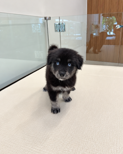 Blue: Black Silver Mini Pomsky Spitz 🇸🇬 (Girl)