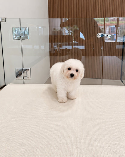 Nuomi: Mini Bichon Frise 🇸🇬 (Boy)