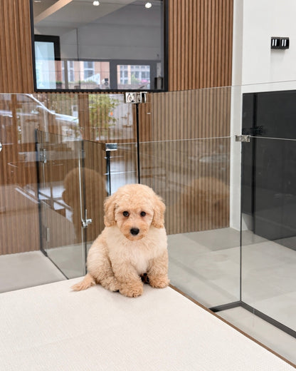 Toto: Cream Toy Poodle 🇸🇬 (Boy)