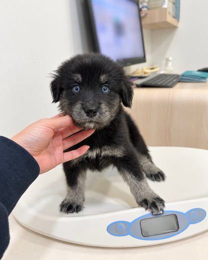 Blue: Black Silver Mini Pomsky Spitz 🇸🇬 (Girl)