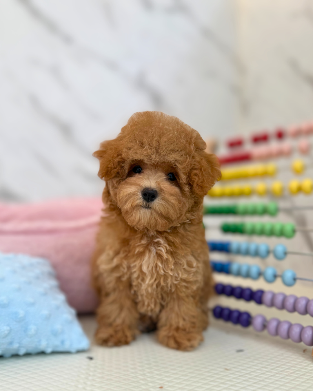 🥨 Cinnamon: Brown Maltipoo 🇸🇬 (Girl)