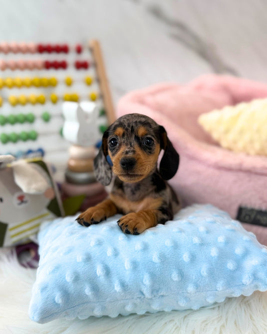 BEANIE: DAPPLE MERLE SHORT-COAT MINI DACHSHUND 🇸🇬 (FEMALE)