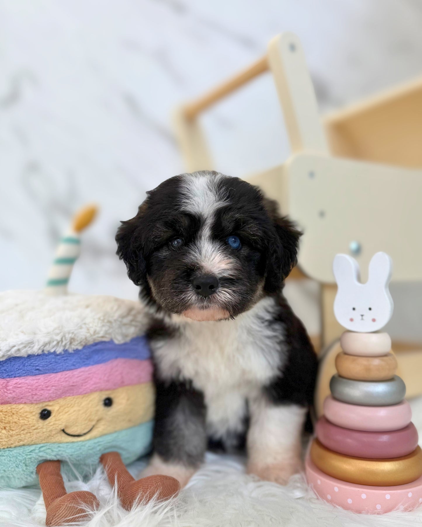⚡️Stormi:  Mini Parti Black & White Husky Doodle 🇸🇬 (Girl)