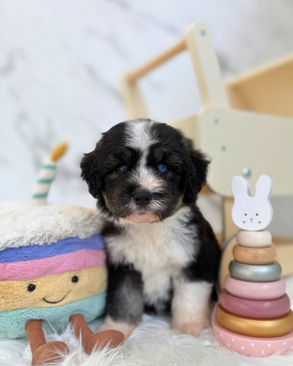 ⚡️Stormi:  Mini Parti Black & White Husky Doodle 🇸🇬 (Girl)