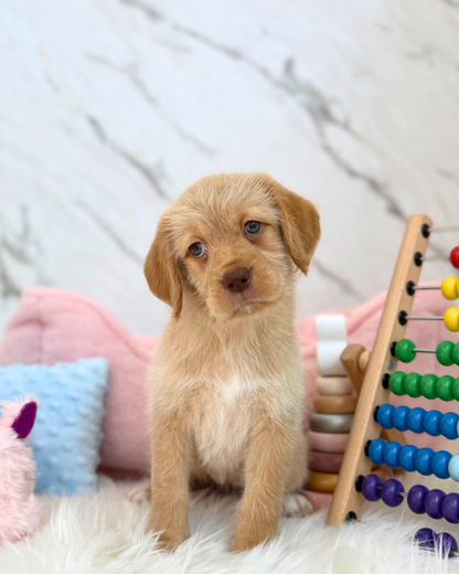 🦁 Cub: Yellow Mini Labradoodle 🇸🇬 (Girl)