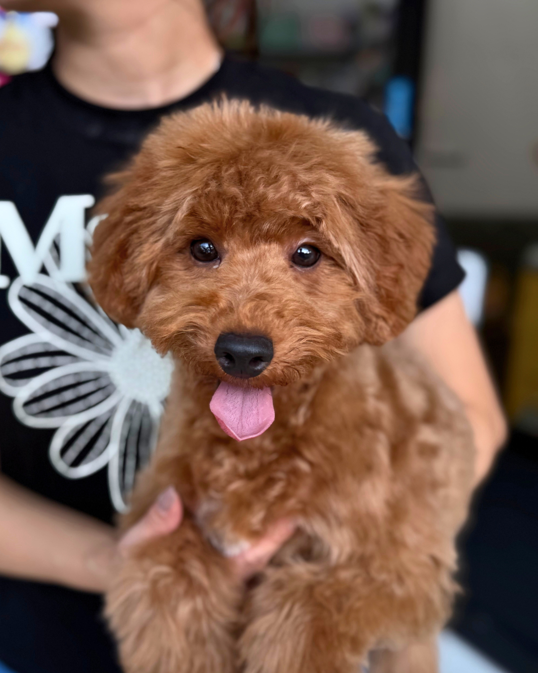 💌 Sophie: Brown Toy Poodle 🇸🇬 (Girl)