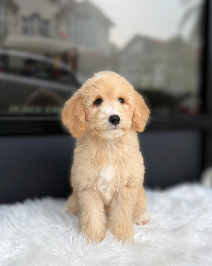 🍊 Mikan: Light Brown Mini Double Doodle 🇸🇬 (Girl)