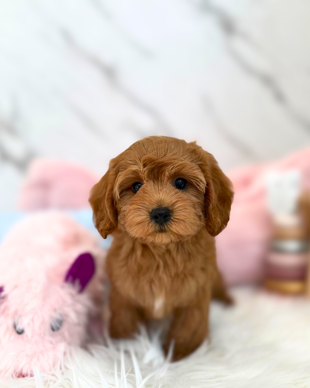 🌭 Bun 3: Red Toy Cockapoo 🇸🇬 (Boy)