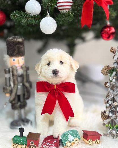 🐻‍❄️ Fafa 发发: Cream Mini Chow Spitz Doodle 🇸🇬 (Girl) *