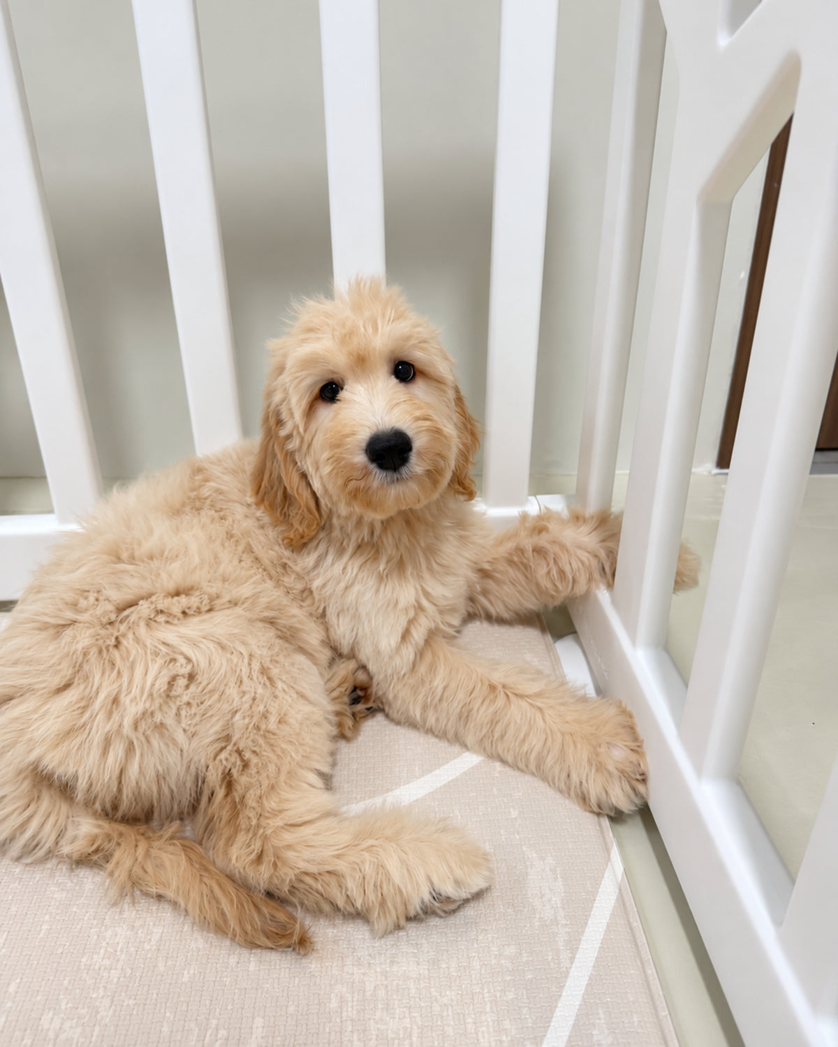 Muffin: Cream Brown F1BB Mini Golden Doodle 🇸🇬 (Girl)