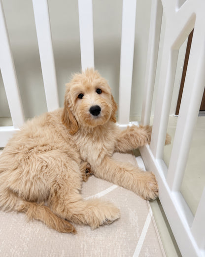 Muffin: Cream Brown F1BB Mini Golden Doodle 🇸🇬 (Girl)