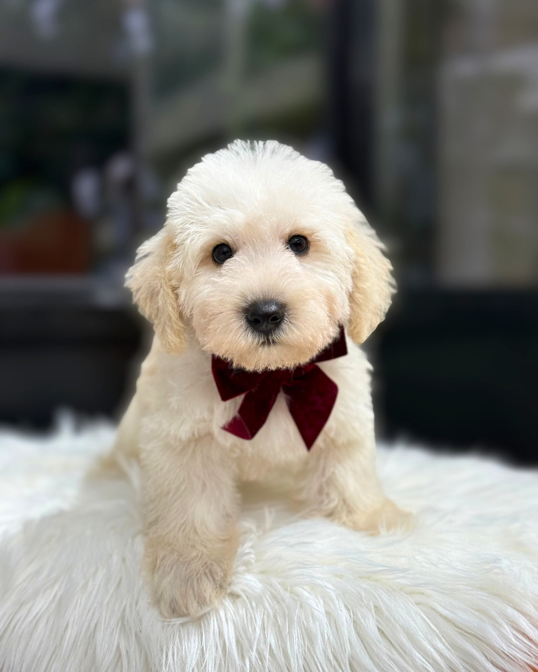🦦 Shiro: Cream Schnoodle 🇸🇬 (Boy)