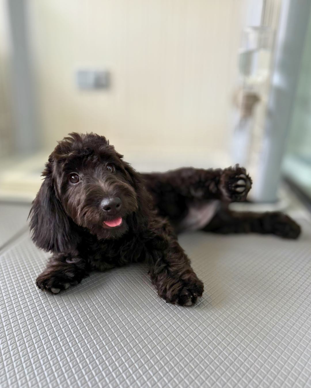🧋Boba: Black Silky Doxiepoo 🇸🇬 (Girl)