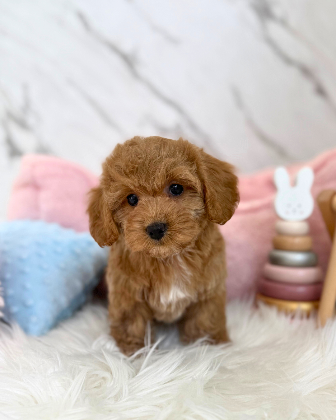 🍩 Milo: Brown Toy Cockapoo 🇸🇬 (Boy)